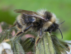 Bombus flavidus flavidus
