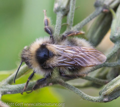Bombus flavidus flavidus