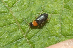 Hypebaeus bicolor