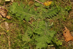 Cirsium vulgare