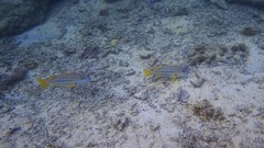 Lutjanus carponotatus