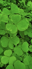Oxalis grandis