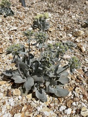 Eriogonum robustum