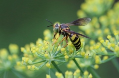 Bicyrtes insidiatrix