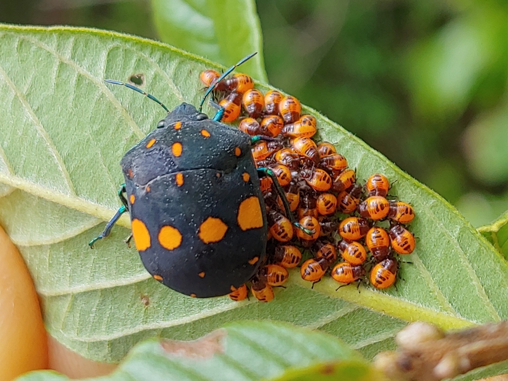 Pachycoris fabricii