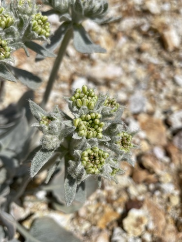 Image of Eriogonum robustum by (c) Matt Berger, some rights reserved (CC BY)