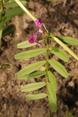 Vicia sativa