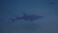 Rhynchobatus australiae