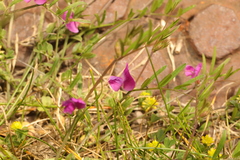 Vicia sativa