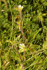 Cerastium fontanum