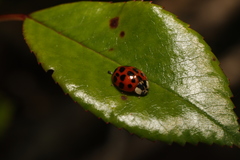 Harmonia axyridis