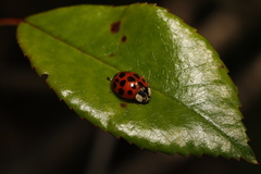 Harmonia axyridis