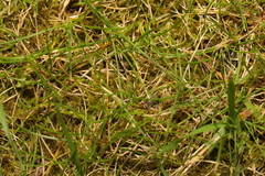 Rhytidiadelphus squarrosus