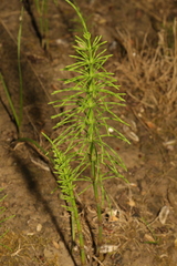 Equisetum arvense