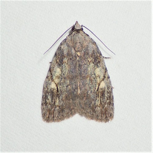 Balsa labecula Grote, 1880