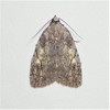 White-blotched Balsa Moth - Photo (c) suegregoire, some rights reserved (CC BY-NC), uploaded by suegregoire