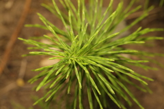 Equisetum arvense