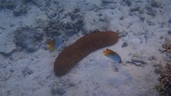 Stichopus herrmanni