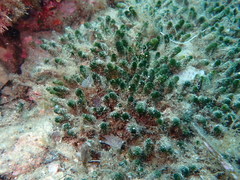 Dasycladus vermicularis