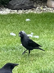 Corvus monedula