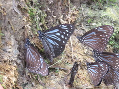 Parantica luzonensis