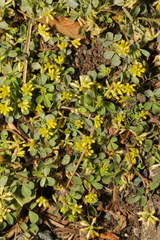 Trifolium dubium