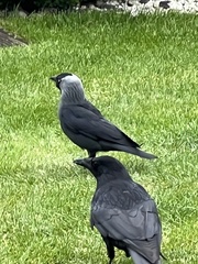 Corvus monedula