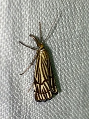 Chrysocramboides craterella