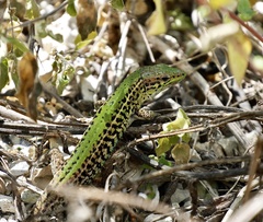 Podarcis ionicus