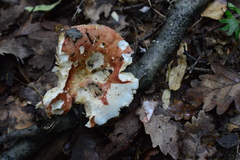Russula rubroalba