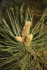 Pinus nigra