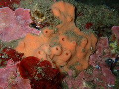 Haliclona xena