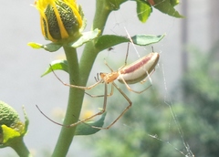 Tetragnatha