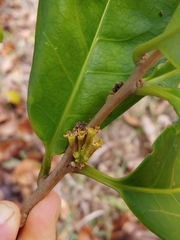 Cestrum macrophyllum