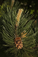 Pinus nigra