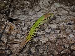 Podarcis ionicus