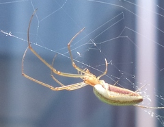 Tetragnatha