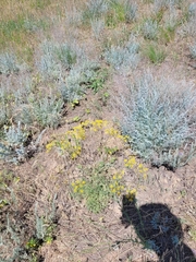 Prangos odontalgica