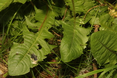 Taraxacum officinale