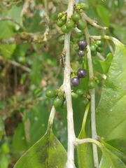 Cestrum macrophyllum