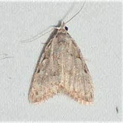 Nola triquetrana