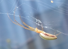 Tetragnatha