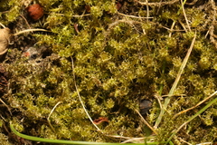 Rhytidiadelphus squarrosus