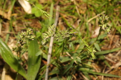 Poa annua