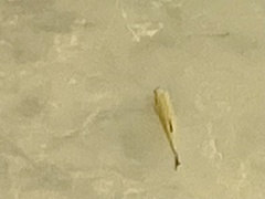 Squalius cephalus