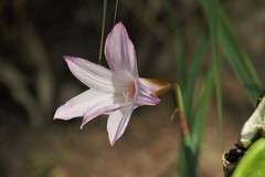 Zephyranthes robusta
