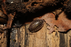 Oniscus asellus