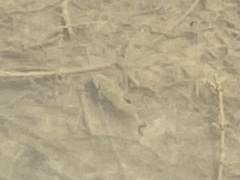 Squalius cephalus