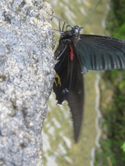 Papilio acheron