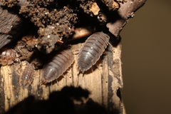 Porcellio scaber